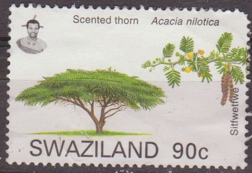 z vendido Swaziland Sello º Flora Arboles Acacia utilisé usado 